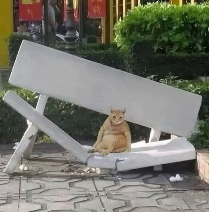 Cat sitting relaxed on broken outdoor bench