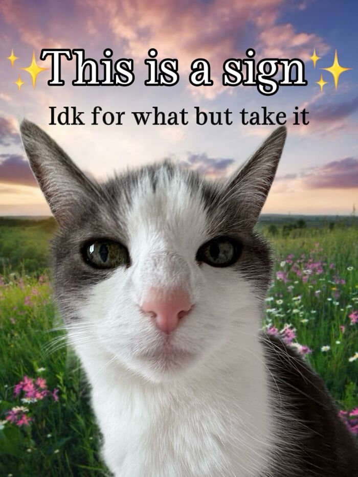 Catscouple-Making-Memes-Mrsmiuki