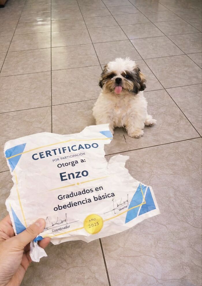 30 Adorable Dog Photos From “Cute Animal Photos To De-Stress” That Are Guaranteed To Brighten Your Day (New Pics)