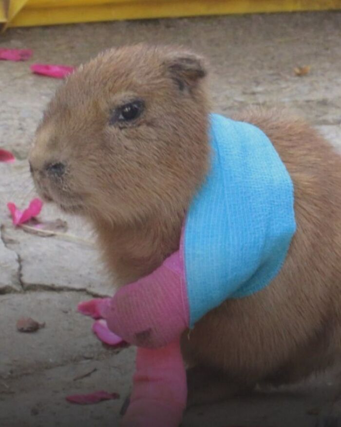 Baby Capybara Wears Tiny Casts After Injuring Its Front Paws