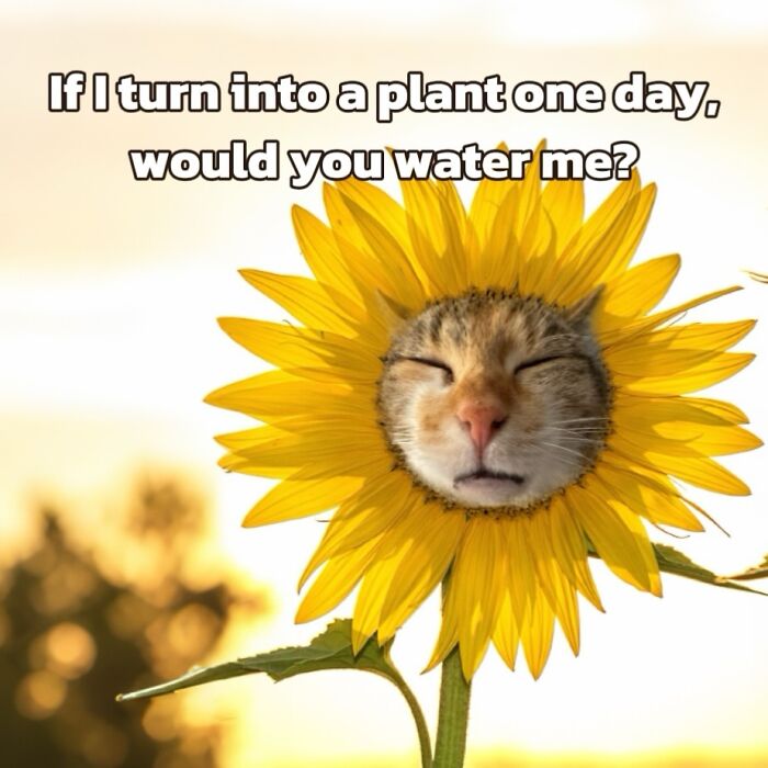 Catscouple-Making-Memes-Mrsmiuki