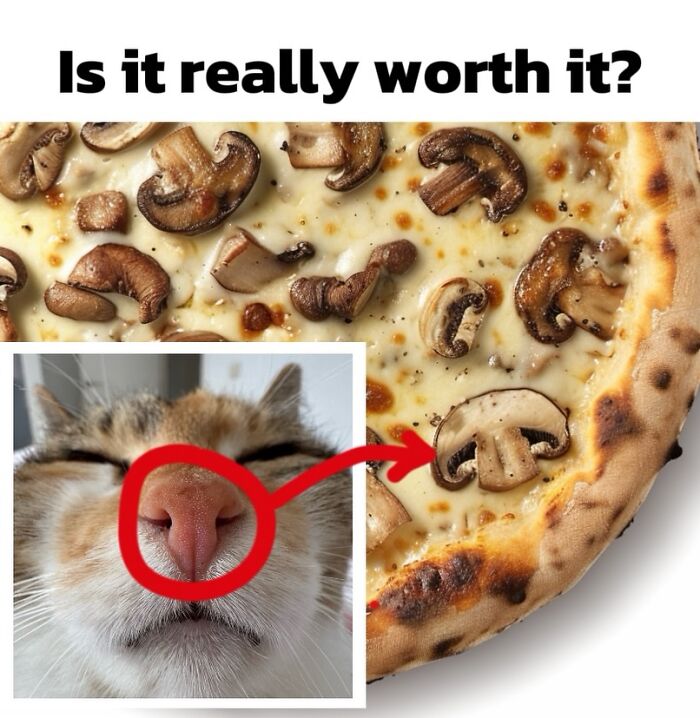 Catscouple-Making-Memes-Mrsmiuki