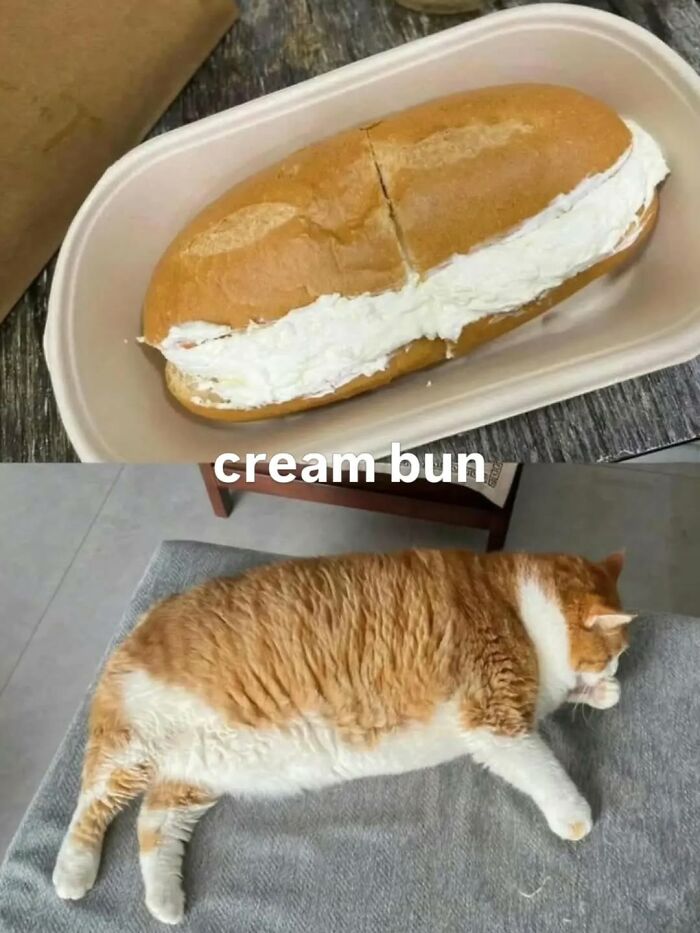 Cream bun next to fat cat lying on gray blanket