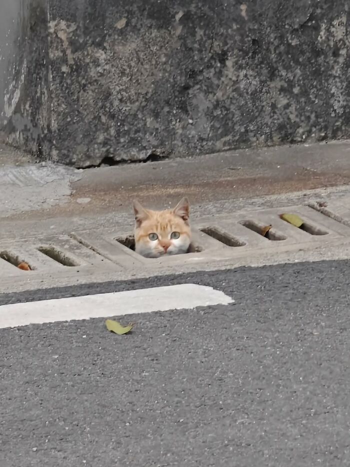 Orange cat peeking through street storm drain grate