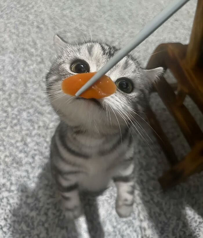 Curious striped cat sniffing food on chopsticks