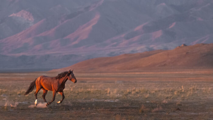 “Purple Mountains Majesty” By Charles Janson