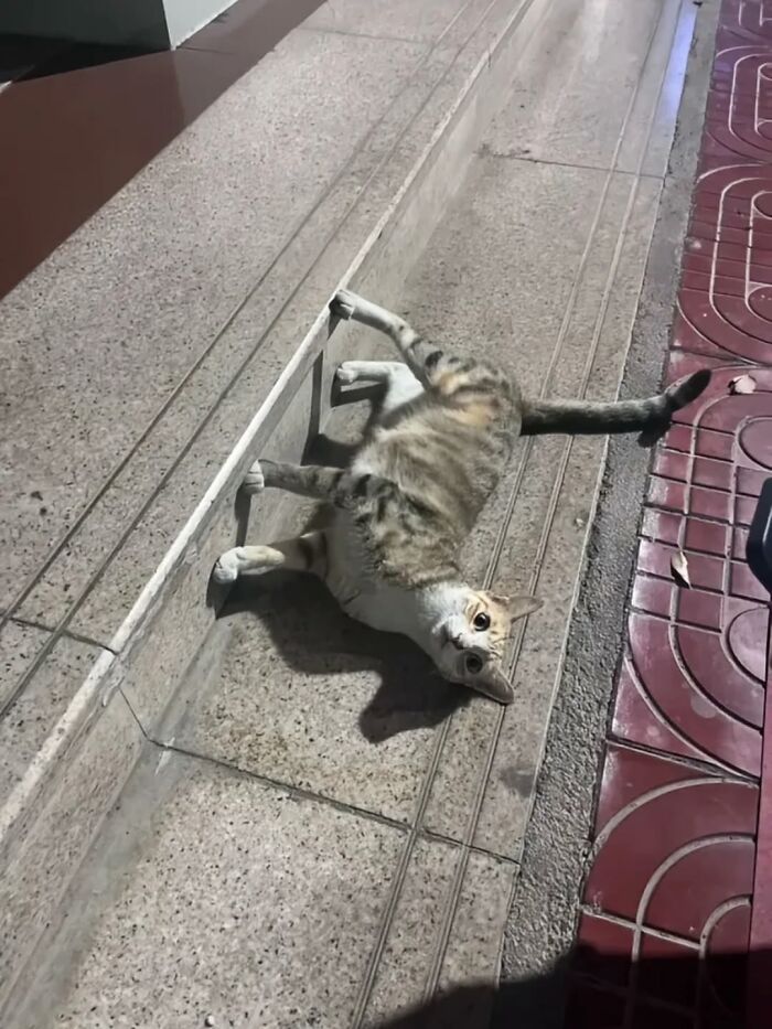 Cat lying sideways on stairs with legs stretched