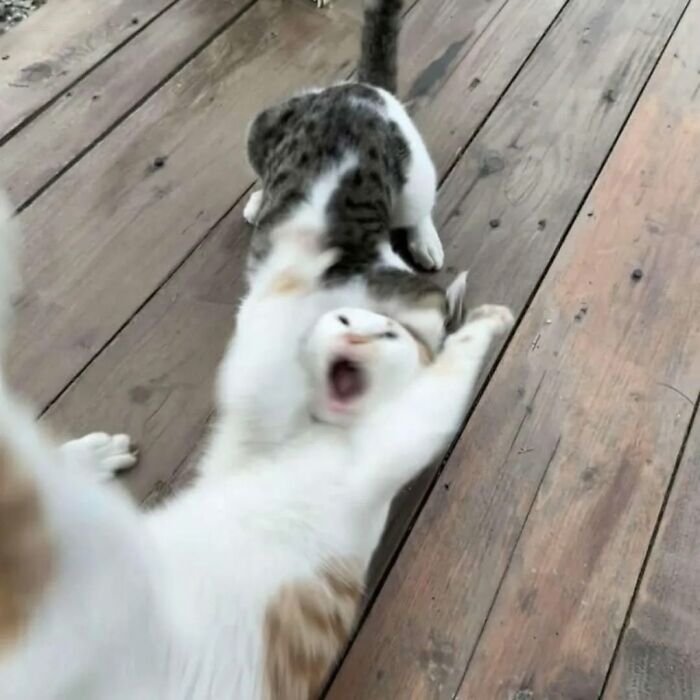 Weird cat lying on wooden floor with surprised expression