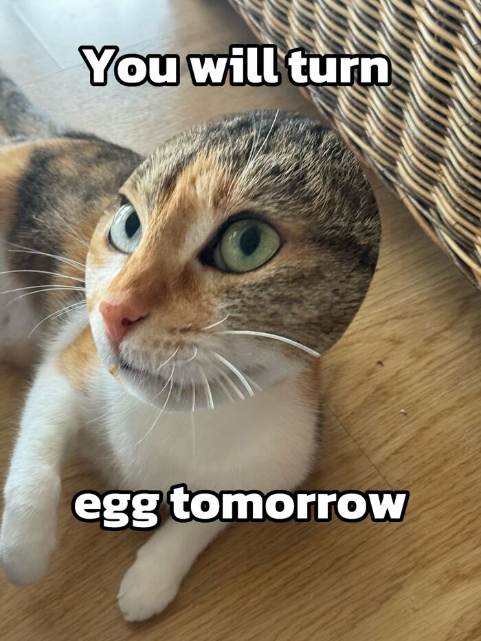 Catscouple-Making-Memes-Mrsmiuki