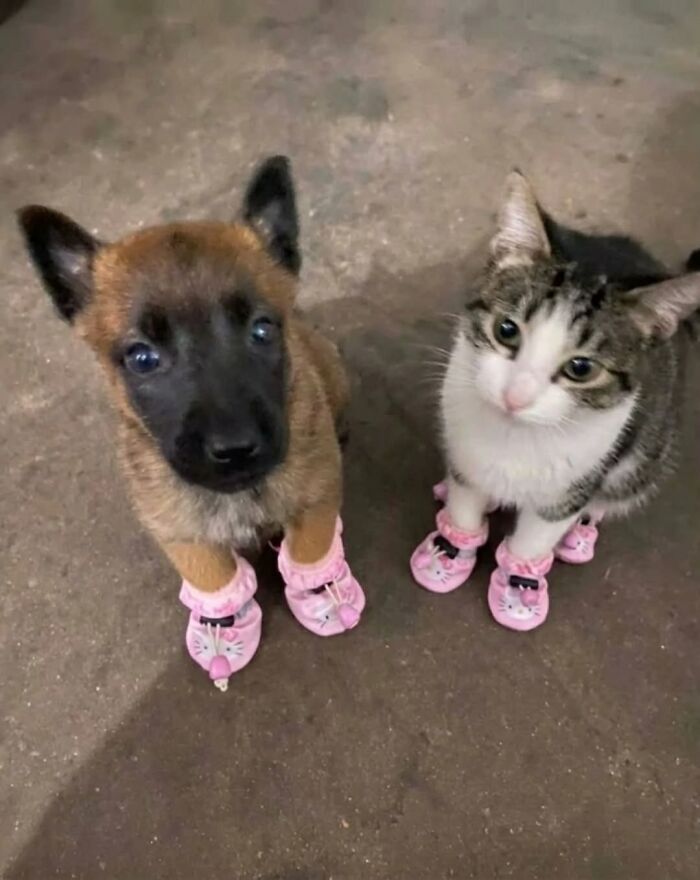 Puppy and cat wearing matching pink shoes sitting on floor
