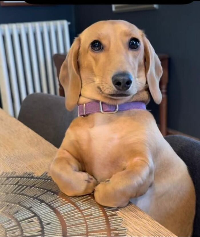 30 Adorable Dog Photos From “Cute Animal Photos To De-Stress” That Are Guaranteed To Brighten Your Day (New Pics)