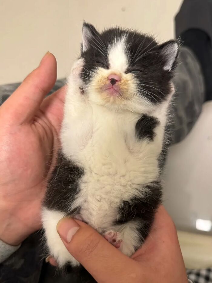 Cute black and white kitten sleeping in hands