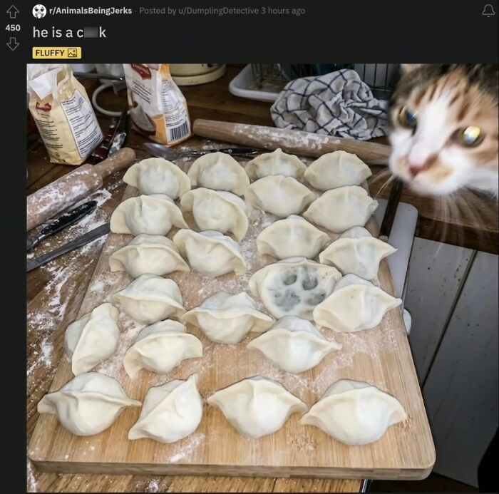 Funny cat paw print in dumpling dough with cat looking on in kitchen scene