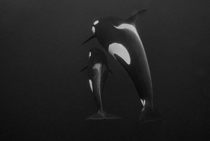 These Stunning Wildlife Photos From Sealegacy Show Why Our Planet Is Worth Protecting (45 Pics)