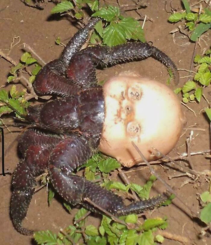Crab carrying a doll head instead of a shell crawling on ground