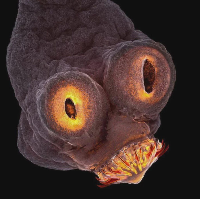 Close-up of bizarre parasite eyes glowing in dark