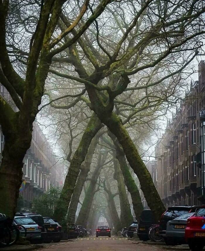 Trees arching over street form eerie natural cross shapes