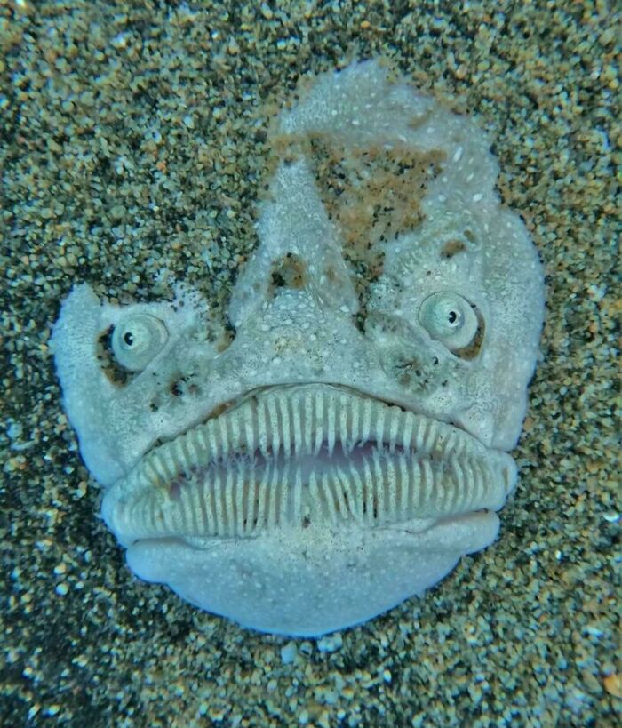 Camouflaged flatfish blending into sandy ocean floor with textured lips
