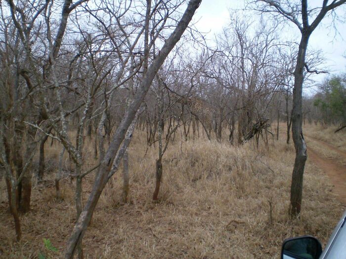 Dry forest with trees and a hidden giraffe blending into the background