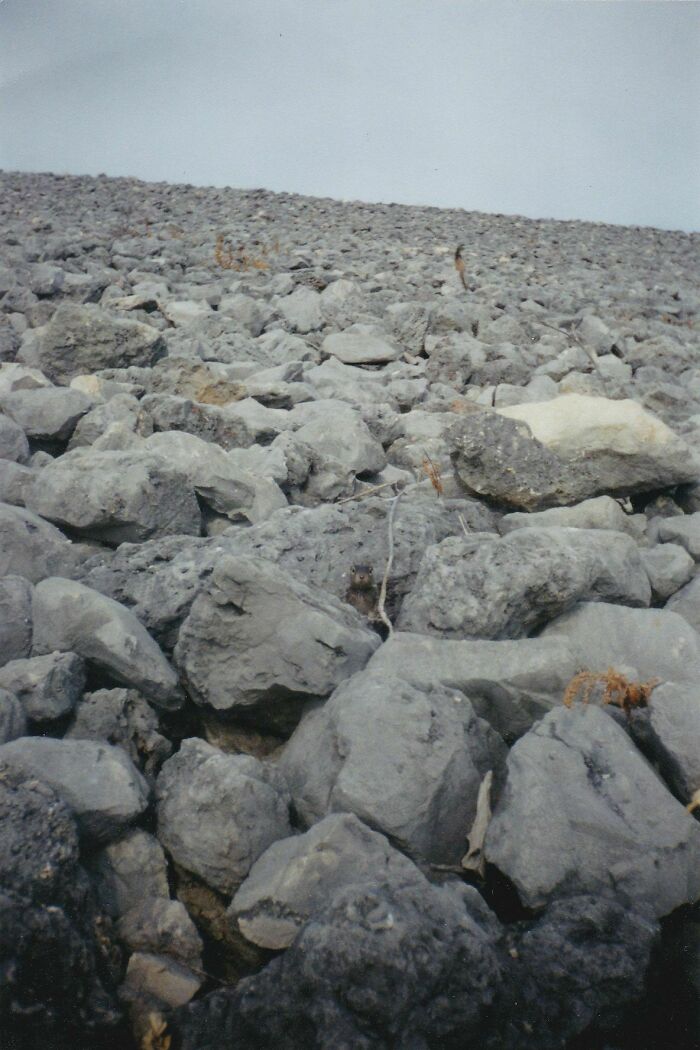 Rock pile with a camouflaged chipmunk hiding among stones