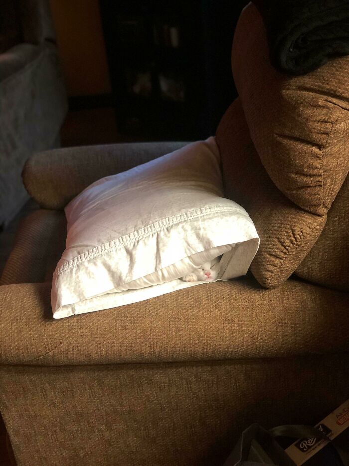 Cat hiding inside a pillow on a brown chair in an extraordinary detail
