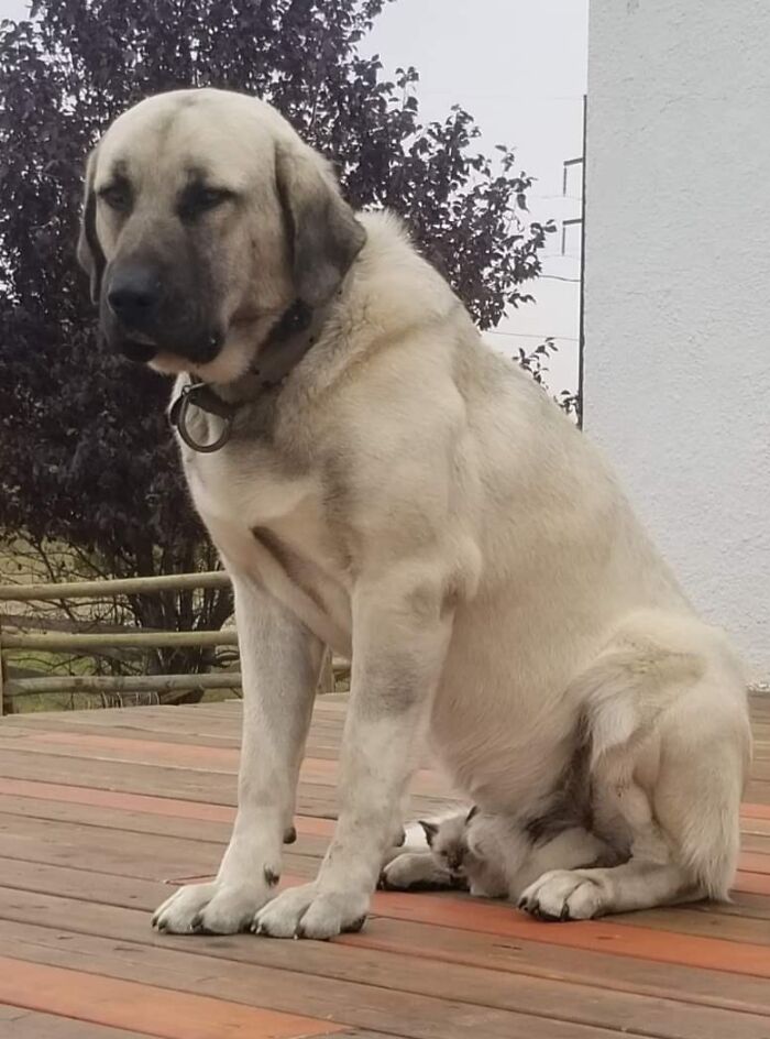 Large dog sitting on deck with a kitten tucked under its leg