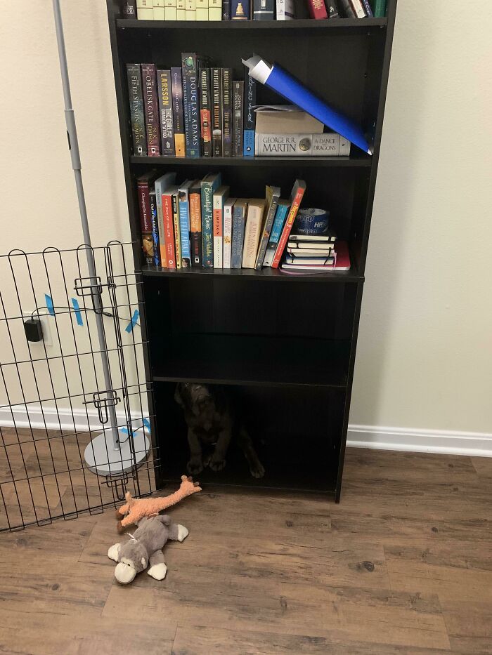 Bookshelf with a hidden dog sitting in the bottom shelf among stuffed toys