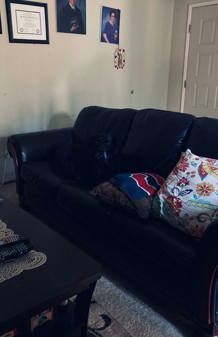 Black dog camouflaged on a dark sofa among cushions in living room