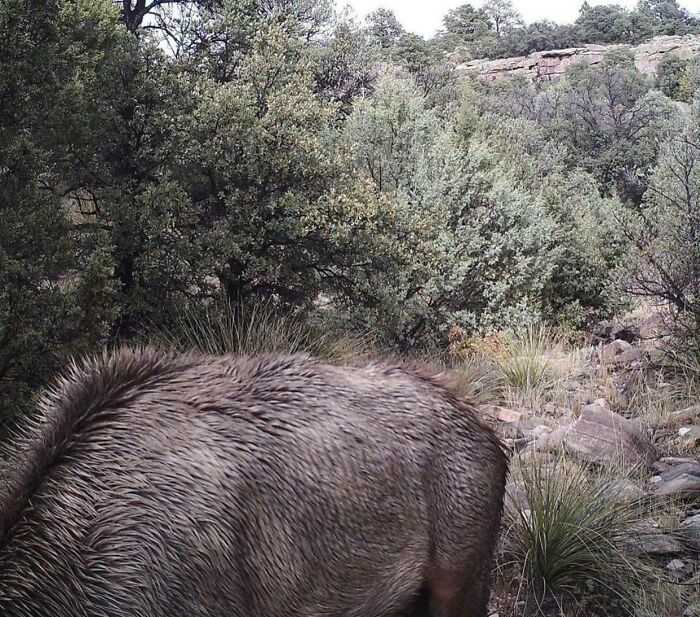 Close-up of an animal partially hidden in natural forest environment