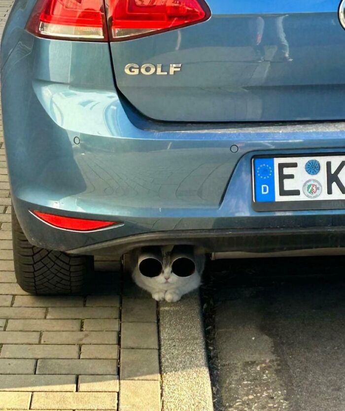 Cat hiding under car exhaust pipes creating an extraordinary detail