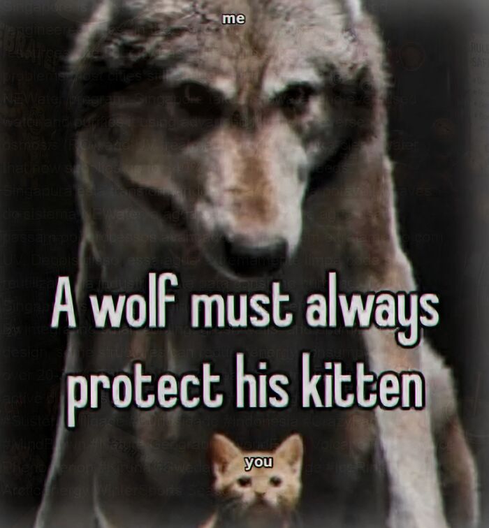 Wolf meme about protecting a kitten with love and care