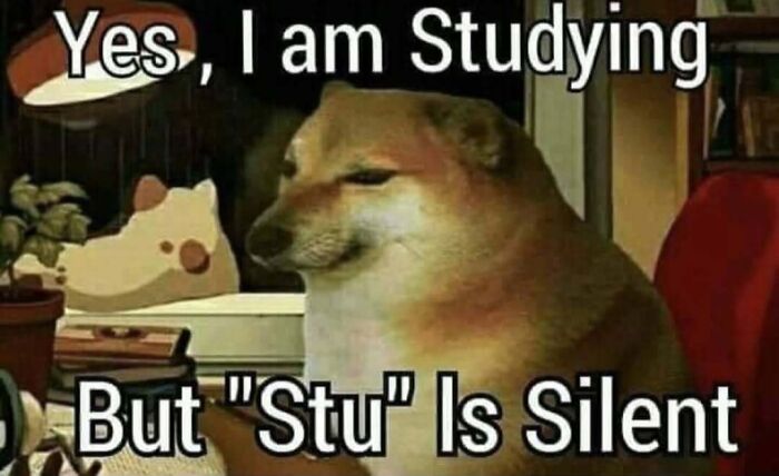 Meme with dog meme stating studying but 'Stu' is silent