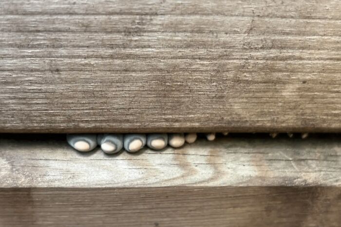 Close-up of small eggs laid in the crevice of wooden planks