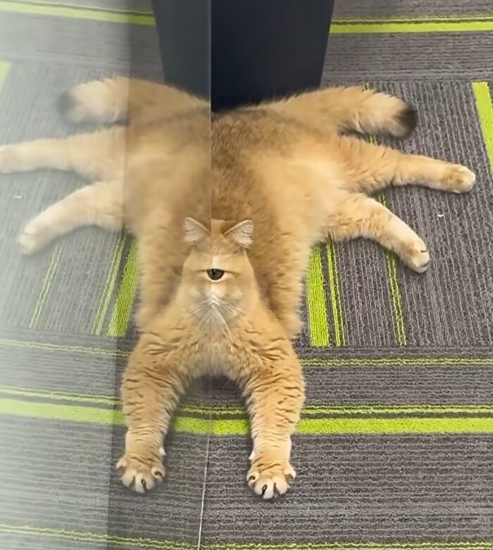 Cat reflection creates a single cyclops-like eye effect on carpet