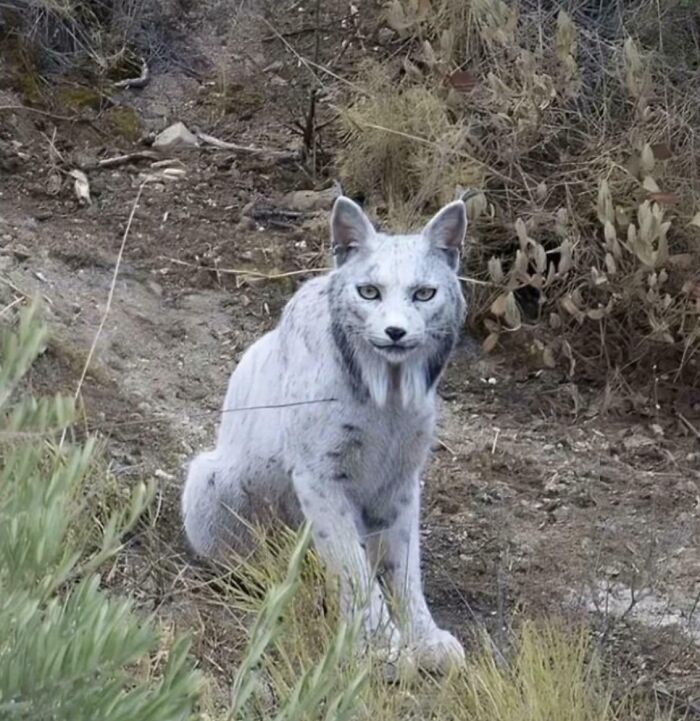 Wild animal with unusual facial features resembling a mix of cat and bird in natural habitat
