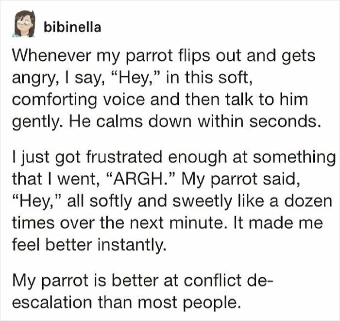 Text about parrot's calming voice helping with conflict de-escalation