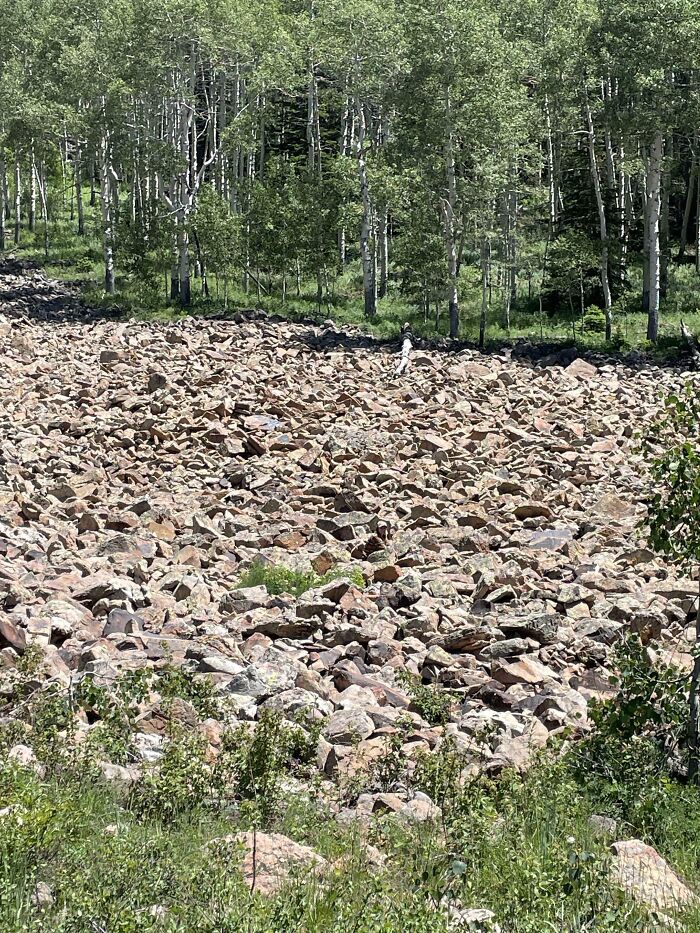 Large field of rocks blending with surrounding forest trees