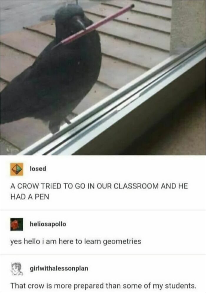 Crow holding pen outside classroom window animal memes