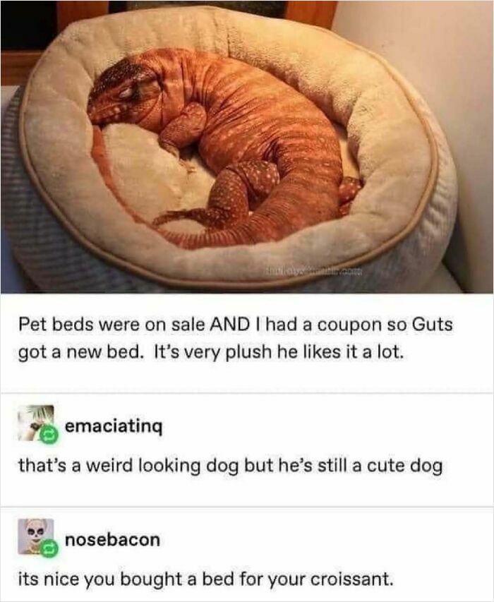 Lizard sleeping curled up in a plush pet bed meme animal memes