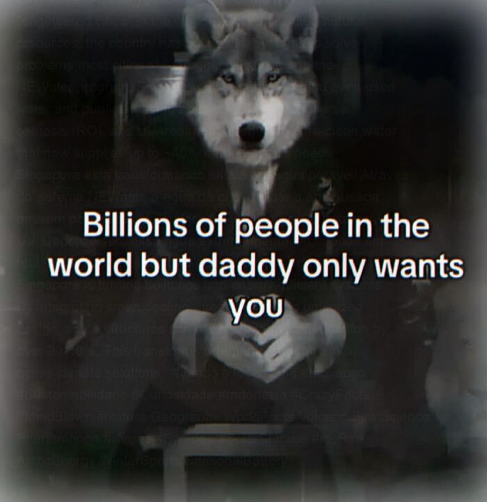 Wolf meme with cringe text about daddy wanting you