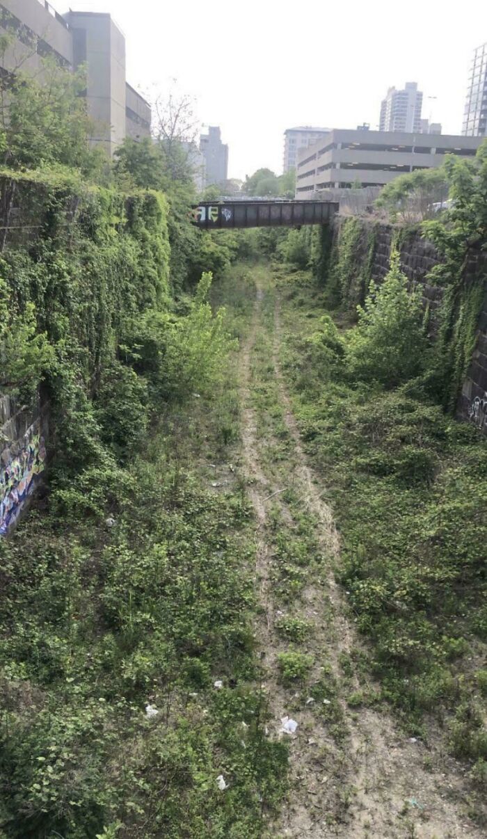 Overgrown abandoned urban railway surrounded by tall buildings and greenery