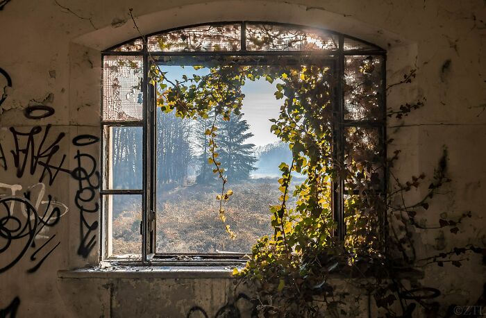 Overgrown window in abandoned building with vines and graffiti