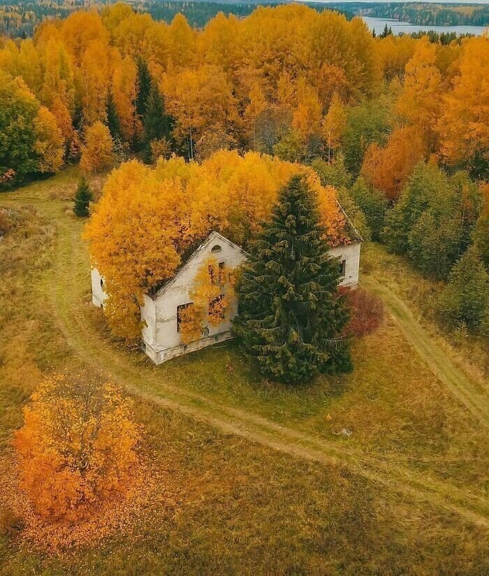 Autumn forest surrounding an abandoned house hidden in nature