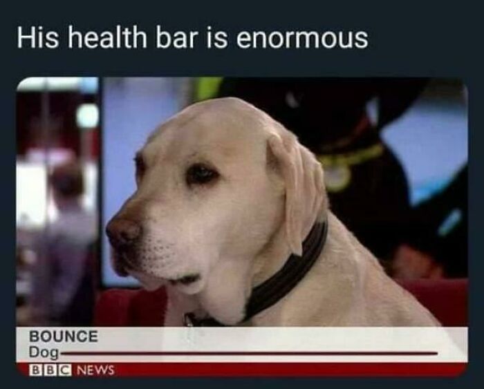 Dog with huge health bar caption gaming meme
