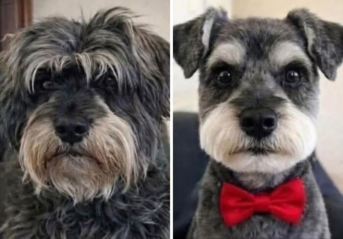 30 Adorable Dog Photos From “Cute Animal Photos To De-Stress” That Are Guaranteed To Brighten Your Day (New Pics)