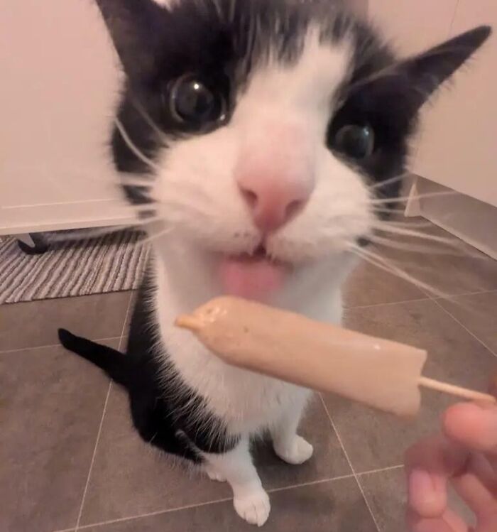 Black and white cat licking a snack on the floor food obsessed cat