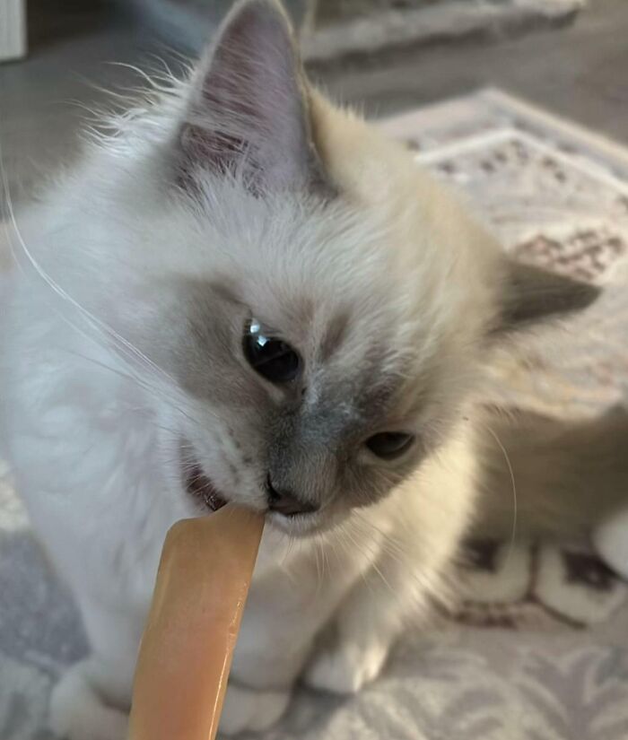 White cat biting a cat snack stick on a rug