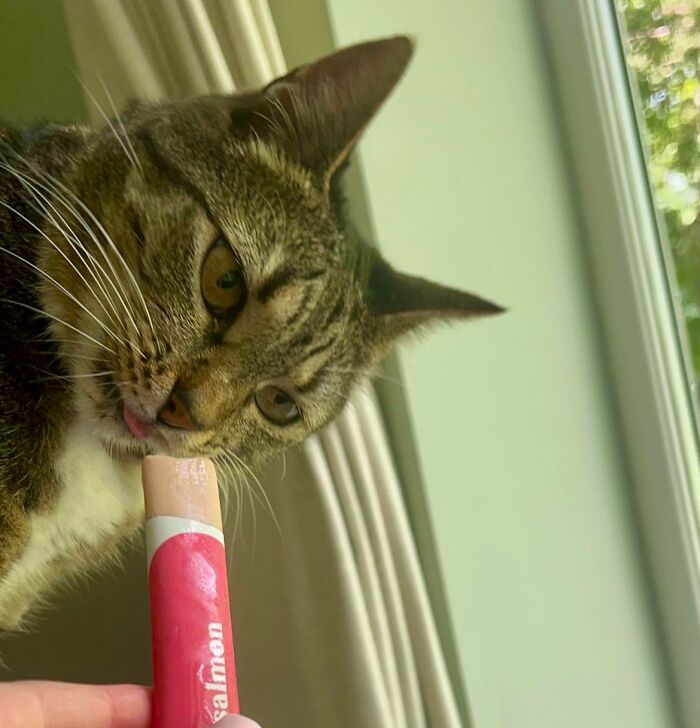 Tabby cat licking a salmon flavored cat snack indoors