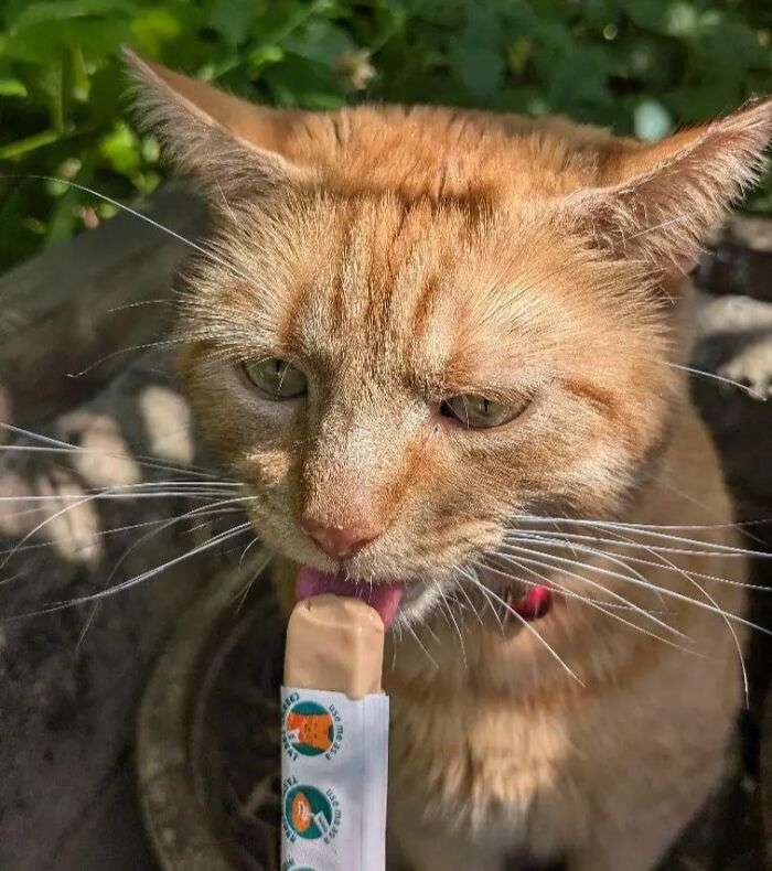 Ginger cat licking a cat treat snack outside