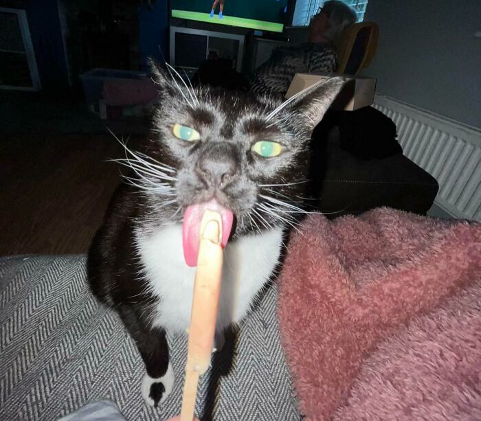 Black and white cat licking a food snack from a stick held by a person